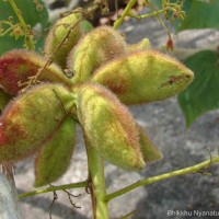 Sterculia urens Roxb.